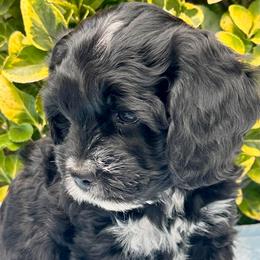 Denver - Black and white male Cockapoo puppy in Richton, Mississippi from Magnolia Hill Doodles