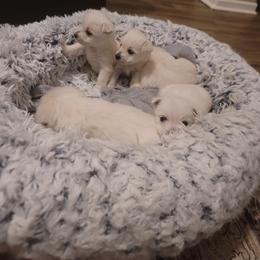 Boy 1 - White male West Highland White Terrier puppy in Hoschton, Georgia from AKC  Westie World