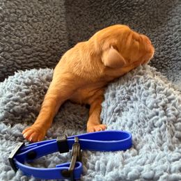 Blue - Yellow male Labrador Retriever puppy in Weare, New Hampshire from Emily's Labrador Retrievers
