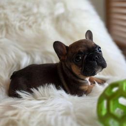 (M2) Tax - Fawn and white male French Bulldog puppy in Springfield, Missouri from #1 Frenchies aka Nokie's Bullies