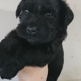 Diego - Black male Miniature Schnauzer puppy in Ferndale, Washington from Blackhorse Schnauzers Washington state