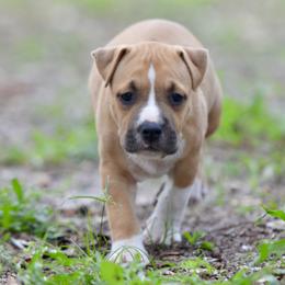 Boy 4 - Red male American Staffordshire Terrier puppy in St. Augustine, Florida from LBK & Ancient City