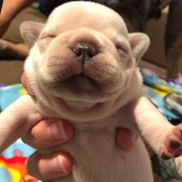 French Bulldog and Nova Scotia Duck Tolling Retriever Puppies from Folklore Den