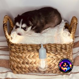 Lorelai - Black and white female Pomsky puppy in Schaumburg, Illinois from Lake in the hills Pomskies