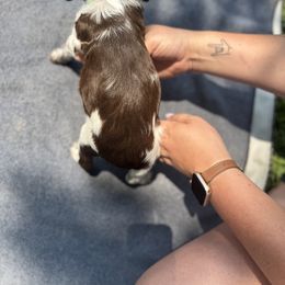 Brittany Puppies from Rocking L Farms