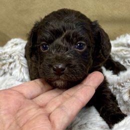 Sierra - female Australian Mountain Doodle puppy in Bristow, Oklahoma from 10-Acre Woods Cockapoos