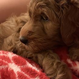 Goldendoodle Puppies from Cooley Doodles