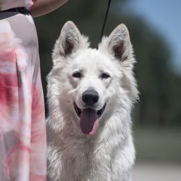 Quetzal - Berger Blanc Suisse