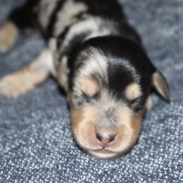 Boy 2 - Dapple male Dachshund puppy in Pontotoc, Mississippi from Doubletake Doodles & Dachshunds