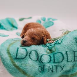 Teal Boy Cavapoo - Apricot male Cavapoo puppy in Mckinney, Texas from Doodles of North Tx