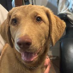 Grey Collar 16 weeks - Light deadgrass male Chesapeake Bay Retriever puppy in Las Vegas, Nevada from Birdsview Chesapeake Kennel
