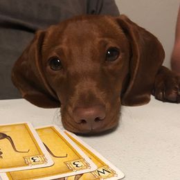 Buttercup - Dachshund