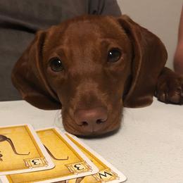 Buttercup - Dachshund