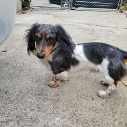 Rocky - Dachshund