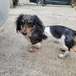 Rocky - Dachshund