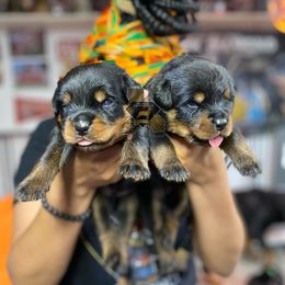 Rottweiler Puppies from Black Diamond Excellence Rottweilers
