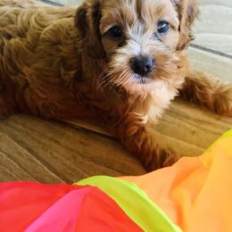 Cockapoo Puppies from Benji’s Cockapoos