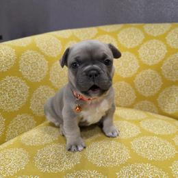 Rusty - Fawn male French Bulldog puppy in Grand Junction, Colorado from Elisabeth's Frenchies
