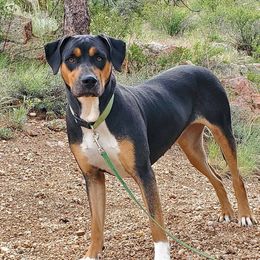Catahoula Leopard Dog Puppies from ZM Catahoulas