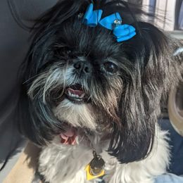 Shih Tzus from Charish's Shih Tzus