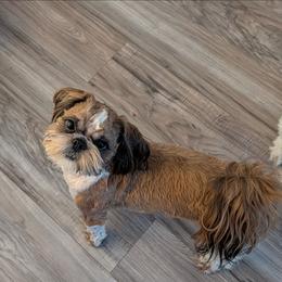 Storm - Red and white male Shih Tzu puppy in Doña Ana County, New Mexico from White Sands Shih Tzu's