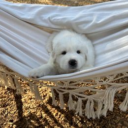 Boy 3 - White male Great Pyrenees puppy in El Dorado Hills, California from Royal Oaks Pyrenees