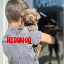 Redwood - Silver male Dilute Retriever puppy in Forest City, Iowa from Helm Labs