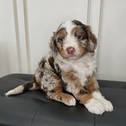 Bernedoodle puppies from Mountain Ridge Bernedoodles