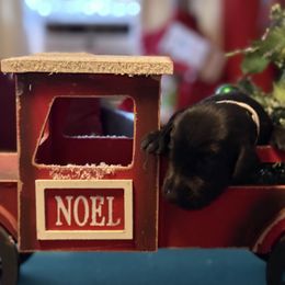 Grey collar female - Black female Double Doodle puppy in Norfolk, Virginia from Móraí’s Doodles