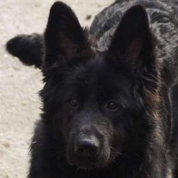 Karma - German Shepherd