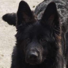 Karma - German Shepherd