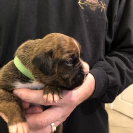 Boxer Puppies from Agape Boxers