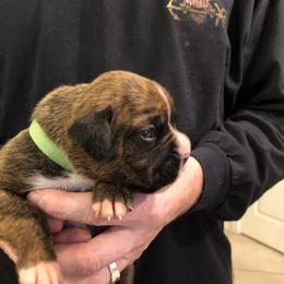 Boxer Puppies from Agape Boxers