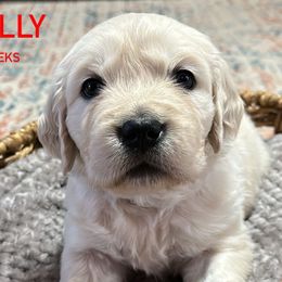Holly - Light golden Golden Retriever puppy in Mesa, Arizona from Superstition Goldens