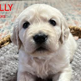 Holly - Light golden Golden Retriever puppy in Mesa, Arizona from Superstition Goldens
