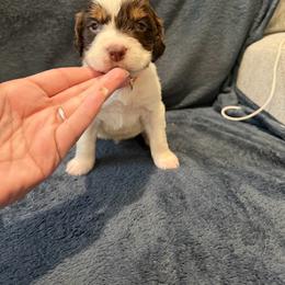 Orange  boy - Liver and white male English Springer Spaniel puppy in Lufkin, Texas from Shifletknight Springer Spaniels