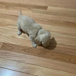 Girl 2 - Cream female Dachshund puppy in Vinton, Iowa from Lerch Family Dachshunds