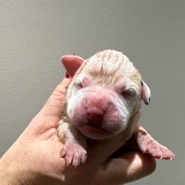 Girl 2 - White female Boxer puppy in Jamesville, New York from Reynolds Homestead Boxers