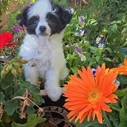 Hannah Long Star Angel - White and black female Chinese Crested puppy in Amarillo, Texas from Victoria's Chinese Cresteds Long Star Angels