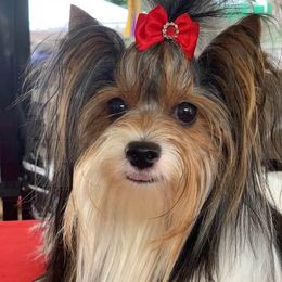 Molly - Biewer Terrier
