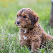 Bordoodles from Brazos Sunrise Farm