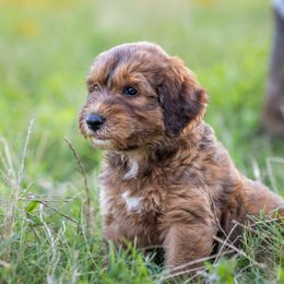 Bordoodles from Brazos Sunrise Farm