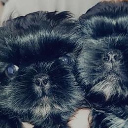 Shih Tzus from Shih-tzu Queen