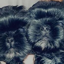 Shih Tzus from Shih-tzu Queen
