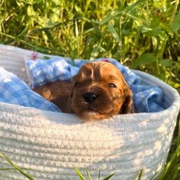 Magnolia - Red female Cavapoo puppy in Knoxville, Tennessee from Dukes Forever Doodles