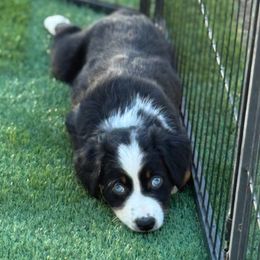 Mustang - Black tri-color male Australian Shepherd puppy in Ramona, California from Blue Moon Aussies