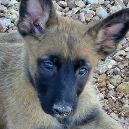 Belgian Malinois Puppies from Zion Malinois
