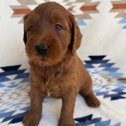 Aloha (Pink collar girl) - Red  female Goldendoodle puppy in Phelan, California from High Desert Doodles - the original