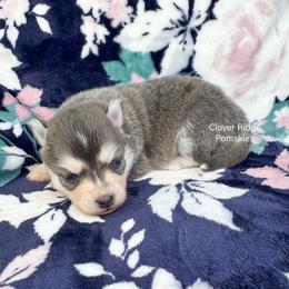 Maple - Blue female Pomsky puppy in Sheffield, Iowa from Clover Ridge Pomskies