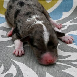 Lady Rose McClare - Blue merle female Miniature American Shepherd puppy in Damascus, Oregon from Rebel Soul Minis